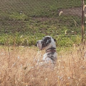 Meet your Posher, Thomas